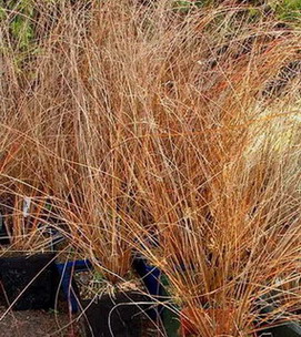 CAREX BUCHANNI